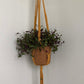 Frond | Macrame Plant Hanger - Bespoke Gift Boxes