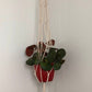 Frond | Macrame Plant Hanger - Bespoke Gift Boxes