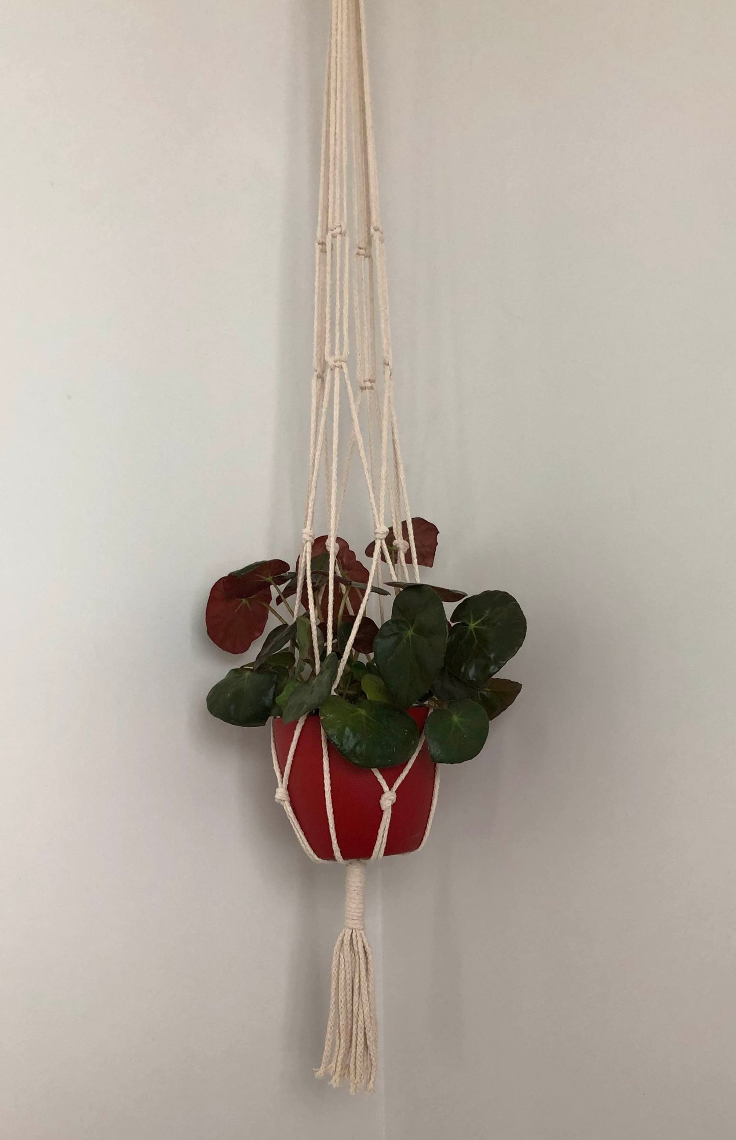 Frond | Macrame Plant Hanger - Bespoke Gift Boxes