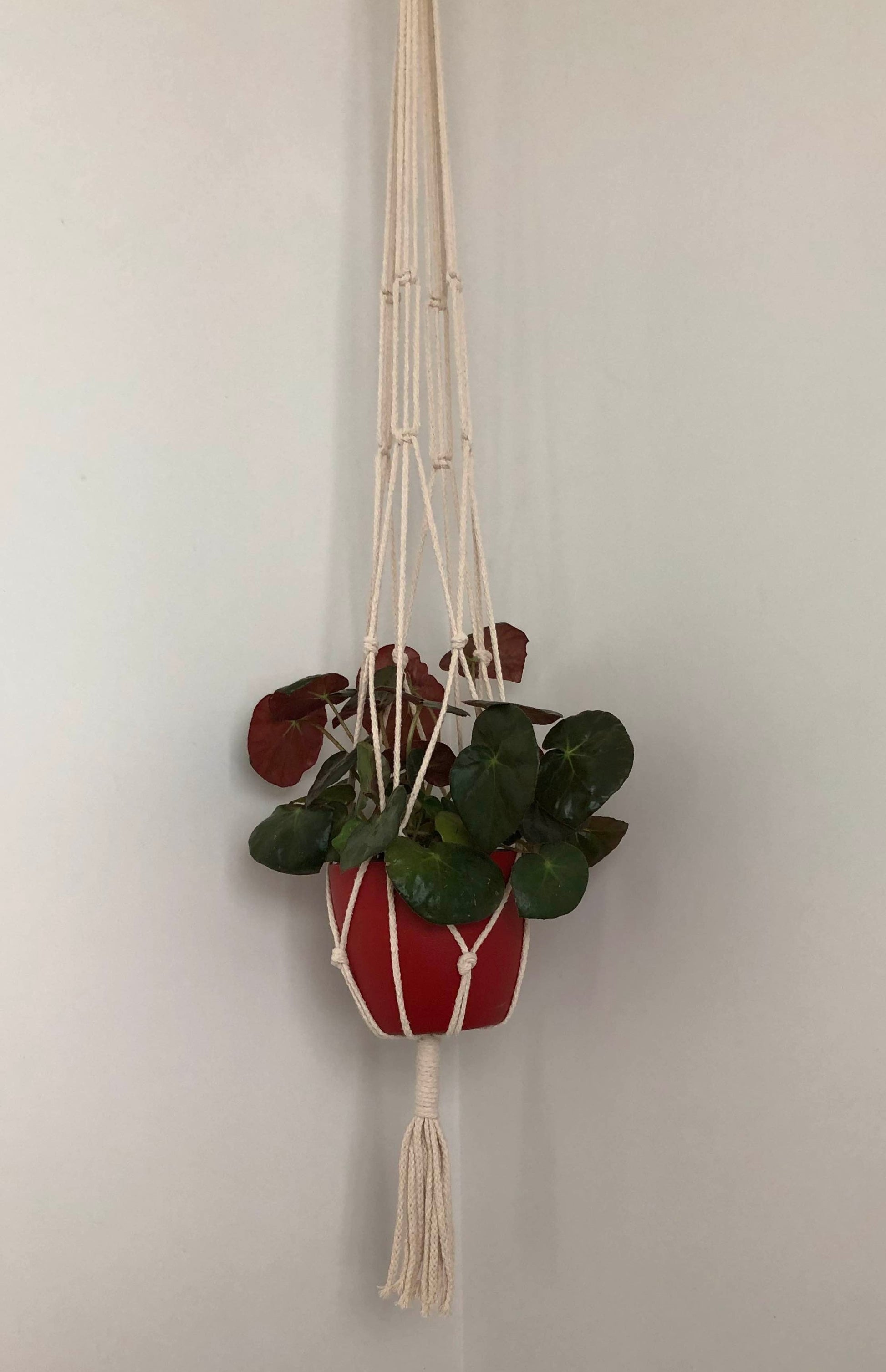Frond | Macrame Plant Hanger - Bespoke Gift Boxes