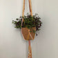 Frond | Macrame Plant Hanger - Bespoke Gift Boxes